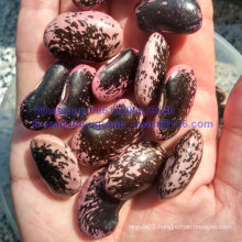 New Crop Large Light Speckled Kidney Bean HPS Quality